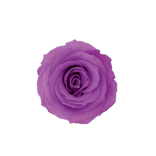 Purplish Red