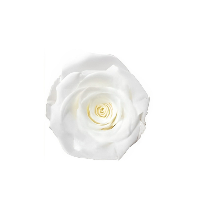 Whiter