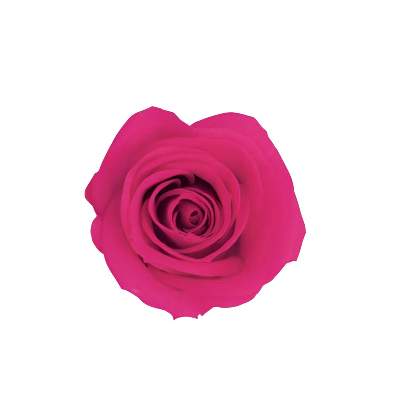 Rose Red