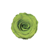 Yellow Green