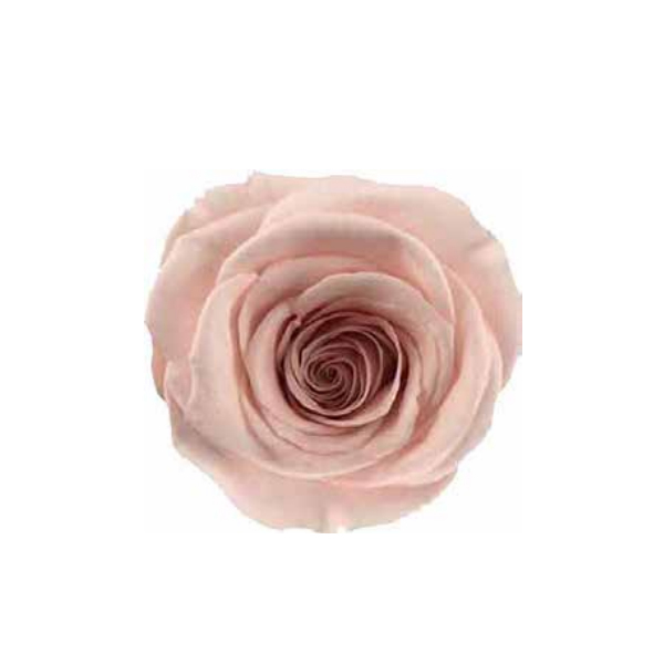 Nude Pink