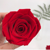 Eternal rose colorful gradient