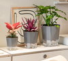 Self Watering Pots for Indoor Plants