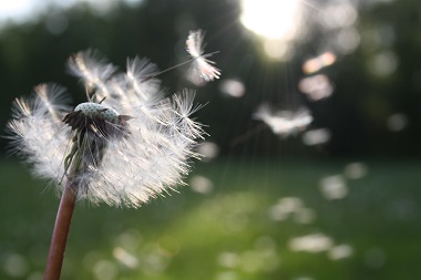 Where Should You Place Wind Spinners