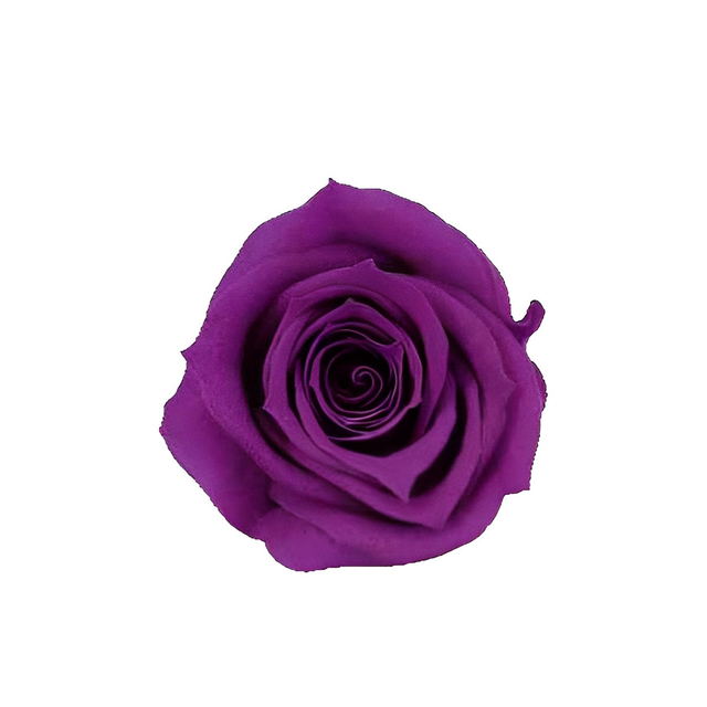 Classic Purple