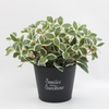 Artificial Gardenia Leaf Fake Plants Real Touch Greenery Stems